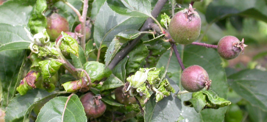 Colonia di afide girigio su foglie e frutticini del melo