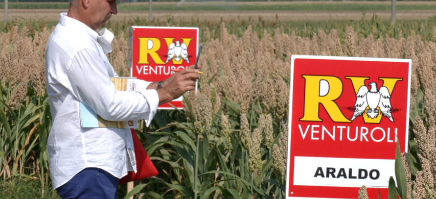 RV Venturoli sorgo