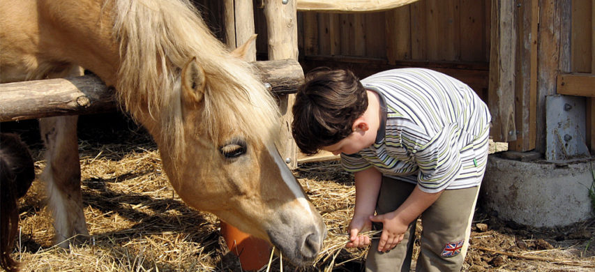 cavallo bambino