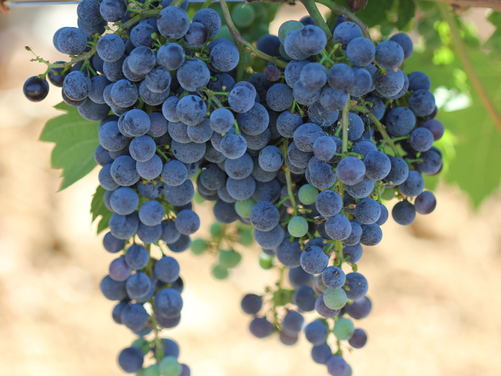 grappolo uva vite L'Informatore Agrario