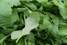 peronospora su rucola