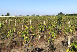 Stress idrico intenso su viti non irrigate