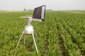 monitoraggio volo conidi cercospora