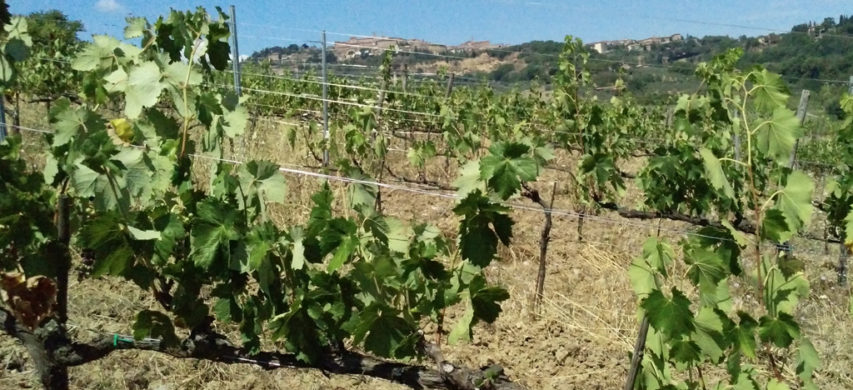 vigneto stress idrico