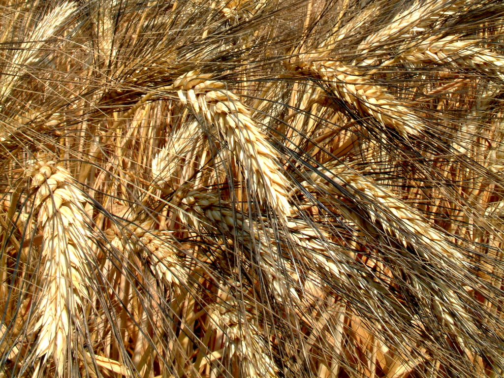 Attesa una «tempesta perfetta» per le quotazioni del grano duro L