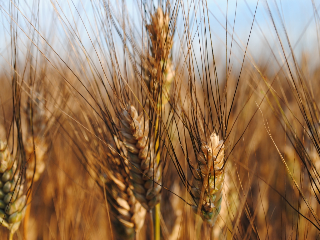 ricercata varietà di grano duro