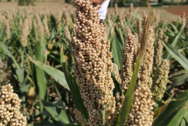 Sorgo Araldo di RV Venturoli