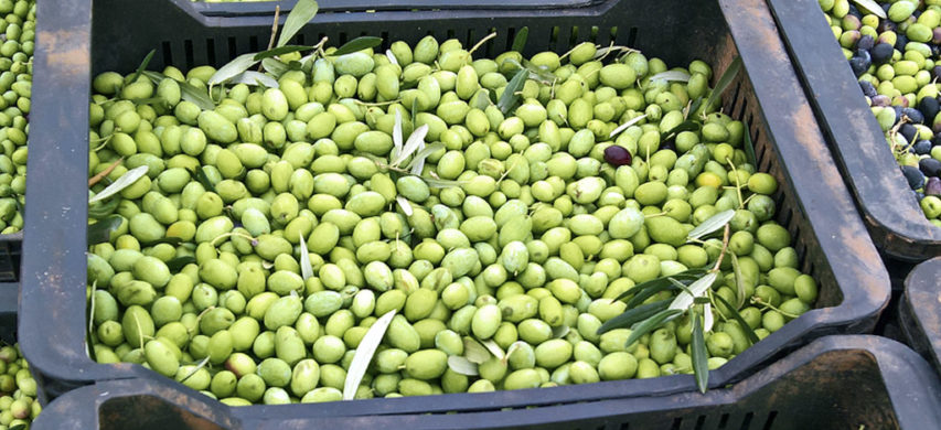 olive raccolte
