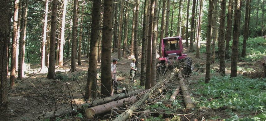 forestazione