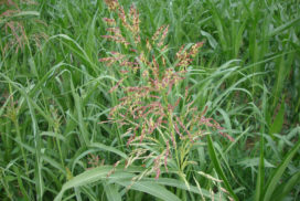 Sorghum halepense