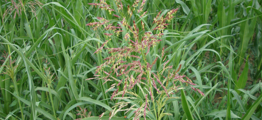 Sorghum halepense