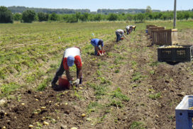 raccolta lavoratori