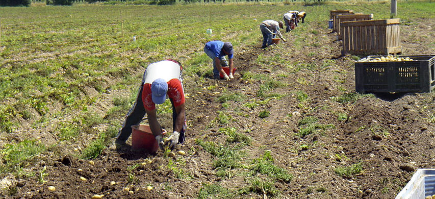 raccolta lavoratori