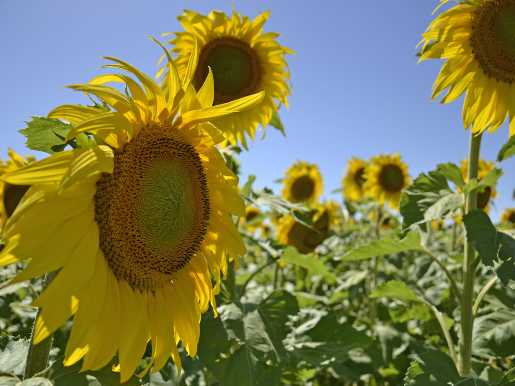 girasole