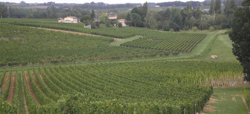 Da ottobre via agli espianti di vigneti a Bordeaux - L'Informatore Agrario