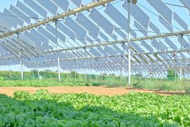 agrivoltaico