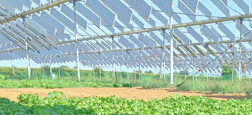 agrivoltaico