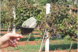 promozione vino