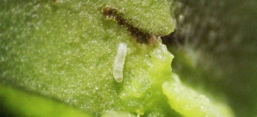 Larva di mosca olearia