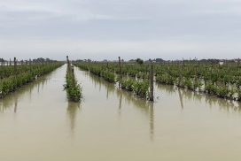 vigneto alluvione