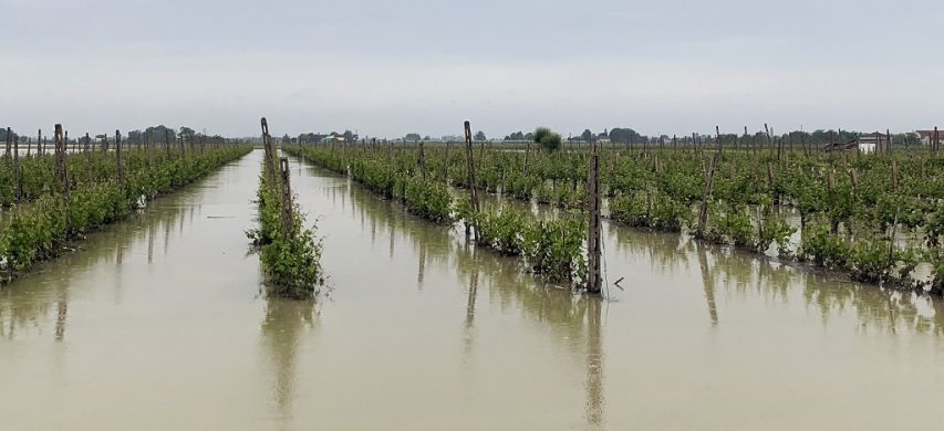 vigneto alluvione