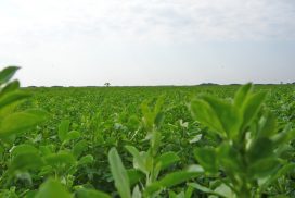 Erba Medica Padana Sementi