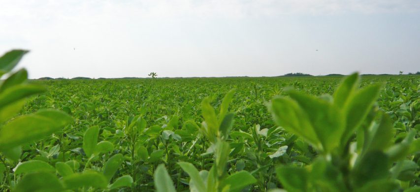 Erba Medica Padana Sementi