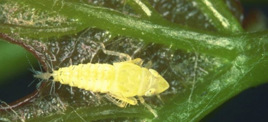 Scaphoideus titanus forma giovanile