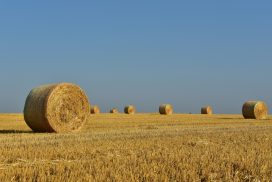 Raccolta grano balle di fieno