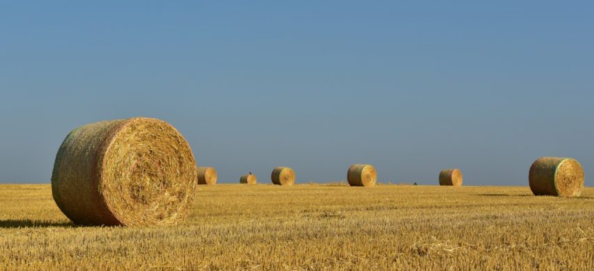 Raccolta grano balle di fieno