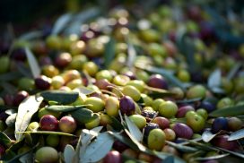 olive italiane raccolto