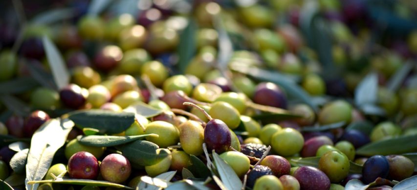 olive italiane raccolto