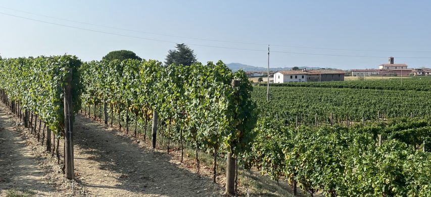 Vigneto