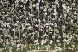 Pianta a guyot: fusto principale piegato orizzontalmente con lo sviluppo di assi verticali semipermanenti