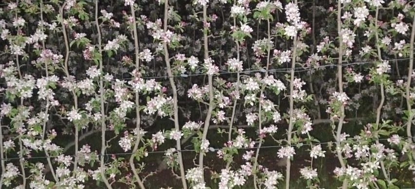 Pianta a guyot: fusto principale piegato orizzontalmente con lo sviluppo di assi verticali semipermanenti