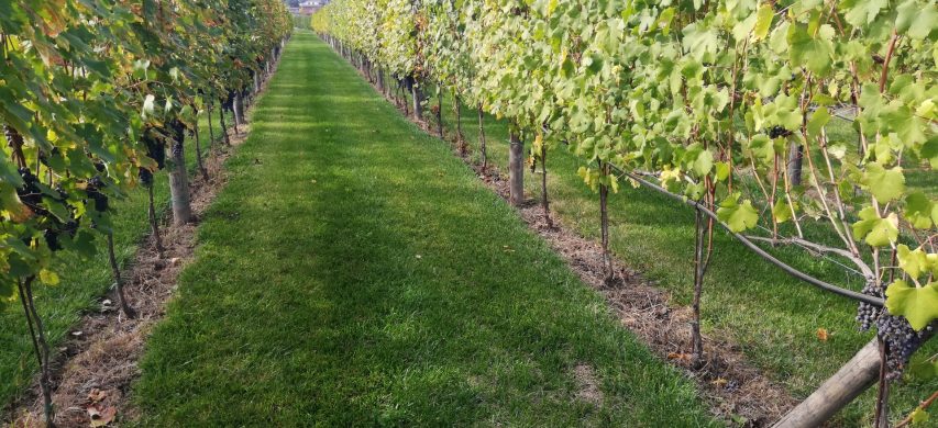 Controllo infestanti