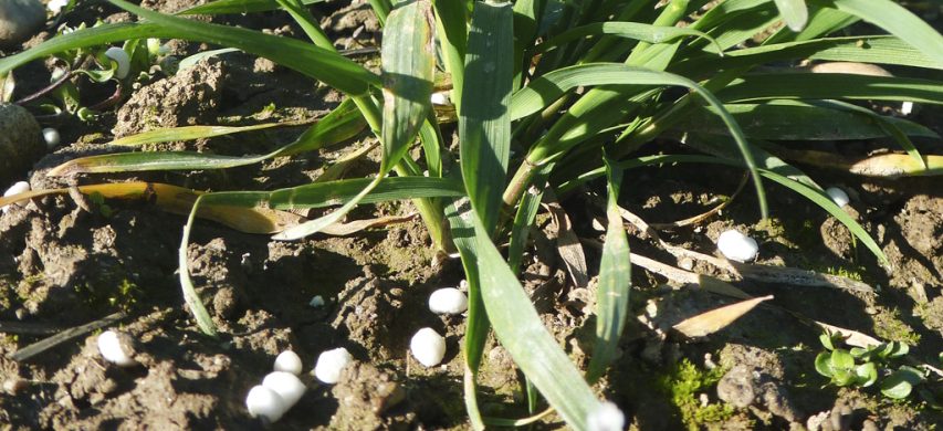 piantina di frumento con granuli di urea sul terreno