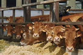 Ristalli francesi in stalla italiana