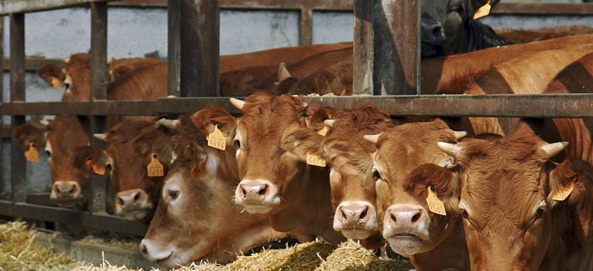 Ristalli francesi in stalla italiana