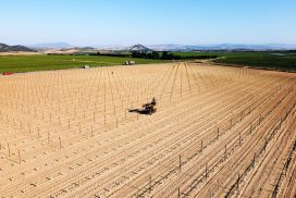 Impianto di un vigneto