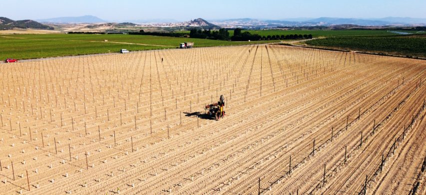 Impianto di un vigneto