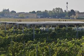 Impianto vitivoltaico che ha ottenuto buone rese