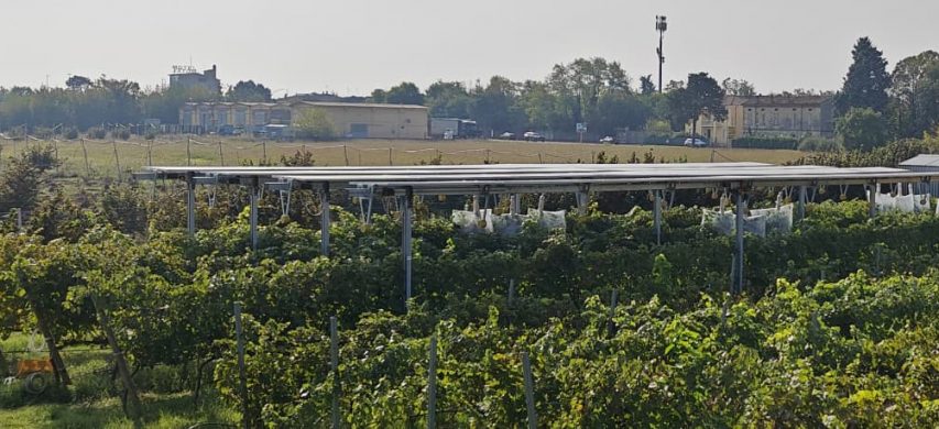 Impianto vitivoltaico che ha ottenuto buone rese