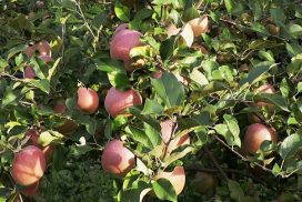 mele di varietà fuji