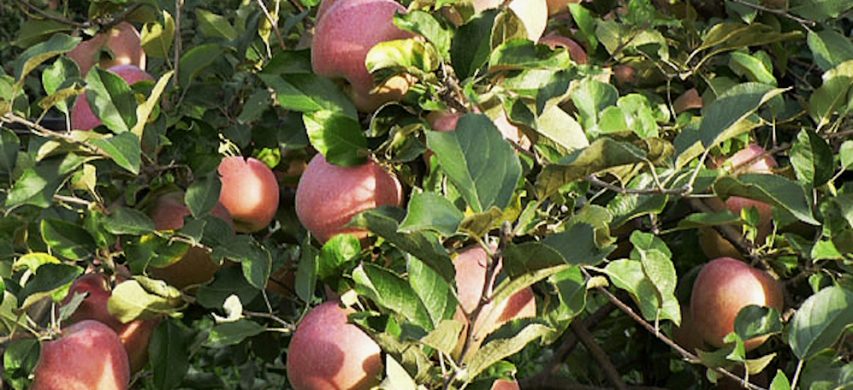 mele di varietà fuji