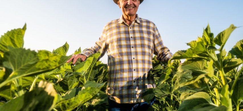 Agricoltore anziano al lavoro in campo