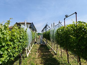 Pannelli in posizione orizzontale sulle viti e scambi gassosi monitorati