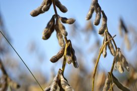 Export di soia USA in Cina