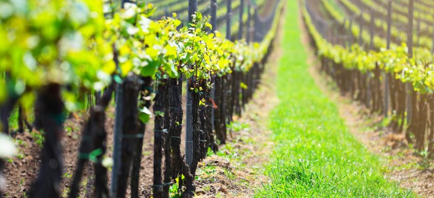 Vigneto in collina
