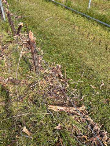 Scordonatrice-IMECA-TTC_10